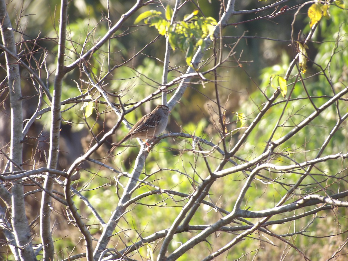 White-crowned Sparrow - ML646868268