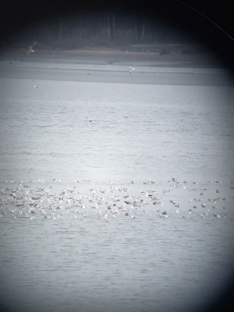 アメリカセグロカモメ - ML646868273