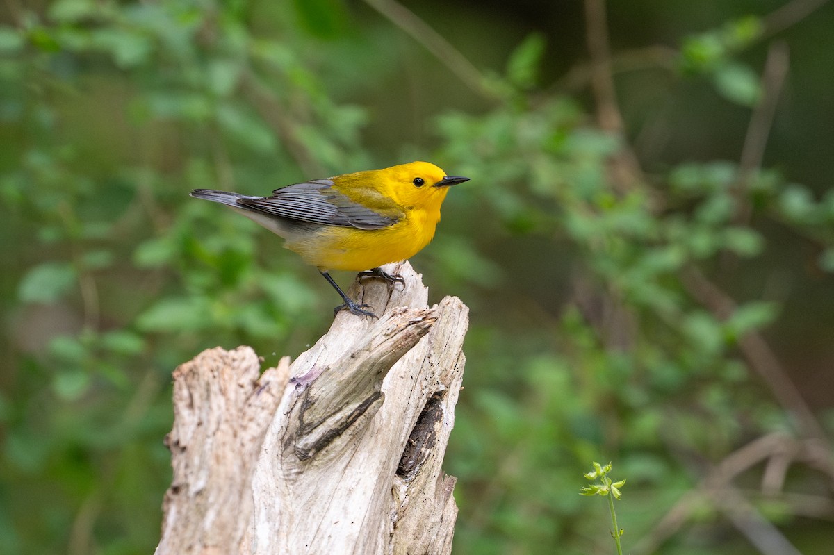 Prothonotary Warbler - ML646868275