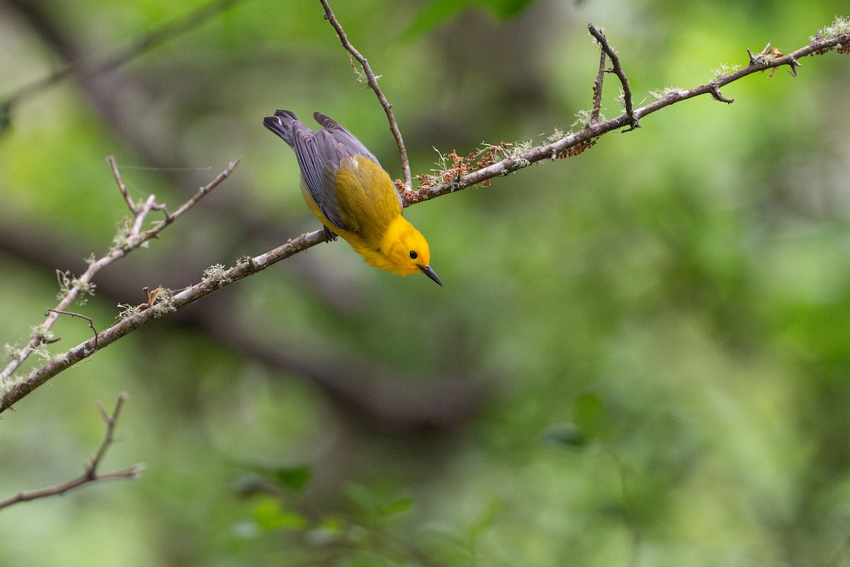 Prothonotary Warbler - ML646868276