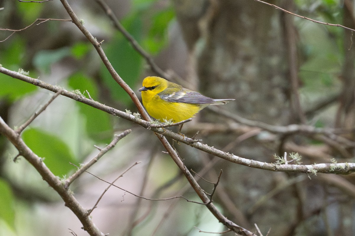 Blue-winged Warbler - ML646868279