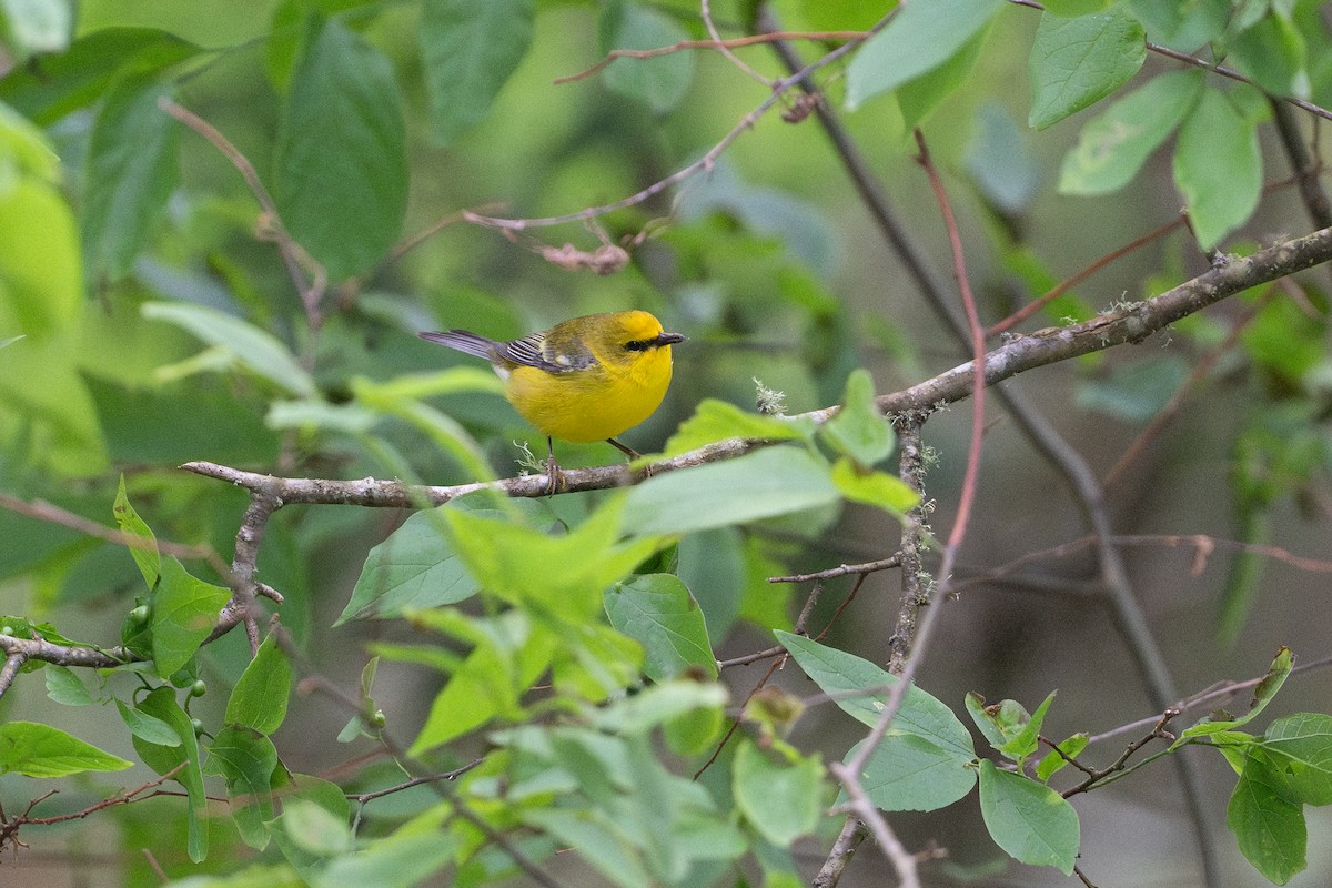 Blue-winged Warbler - ML646868280