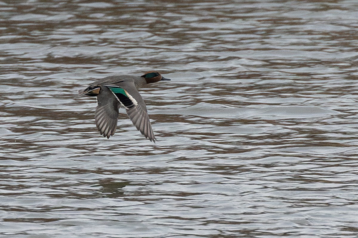 Чирянка мала (підвид crecca) - ML646868281