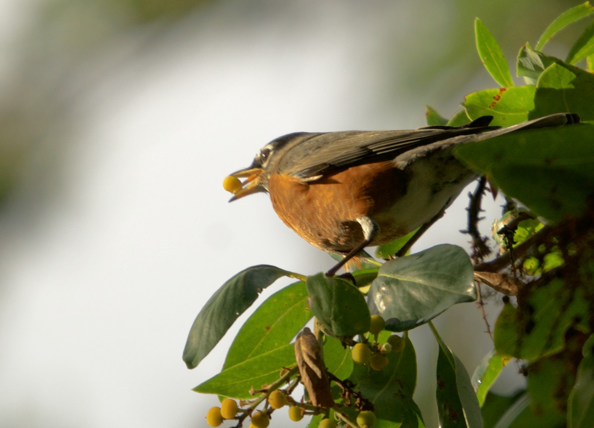 Странствующий дрозд - ML646868291