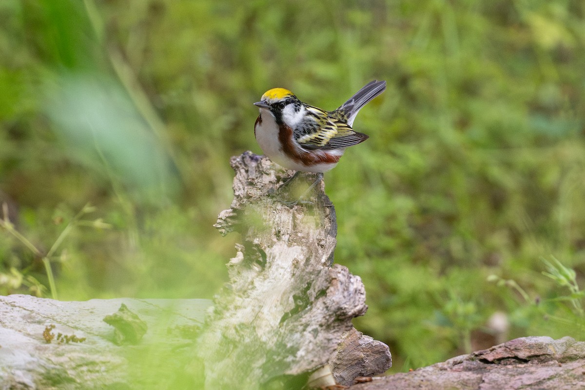 brunsideparula - ML646868292