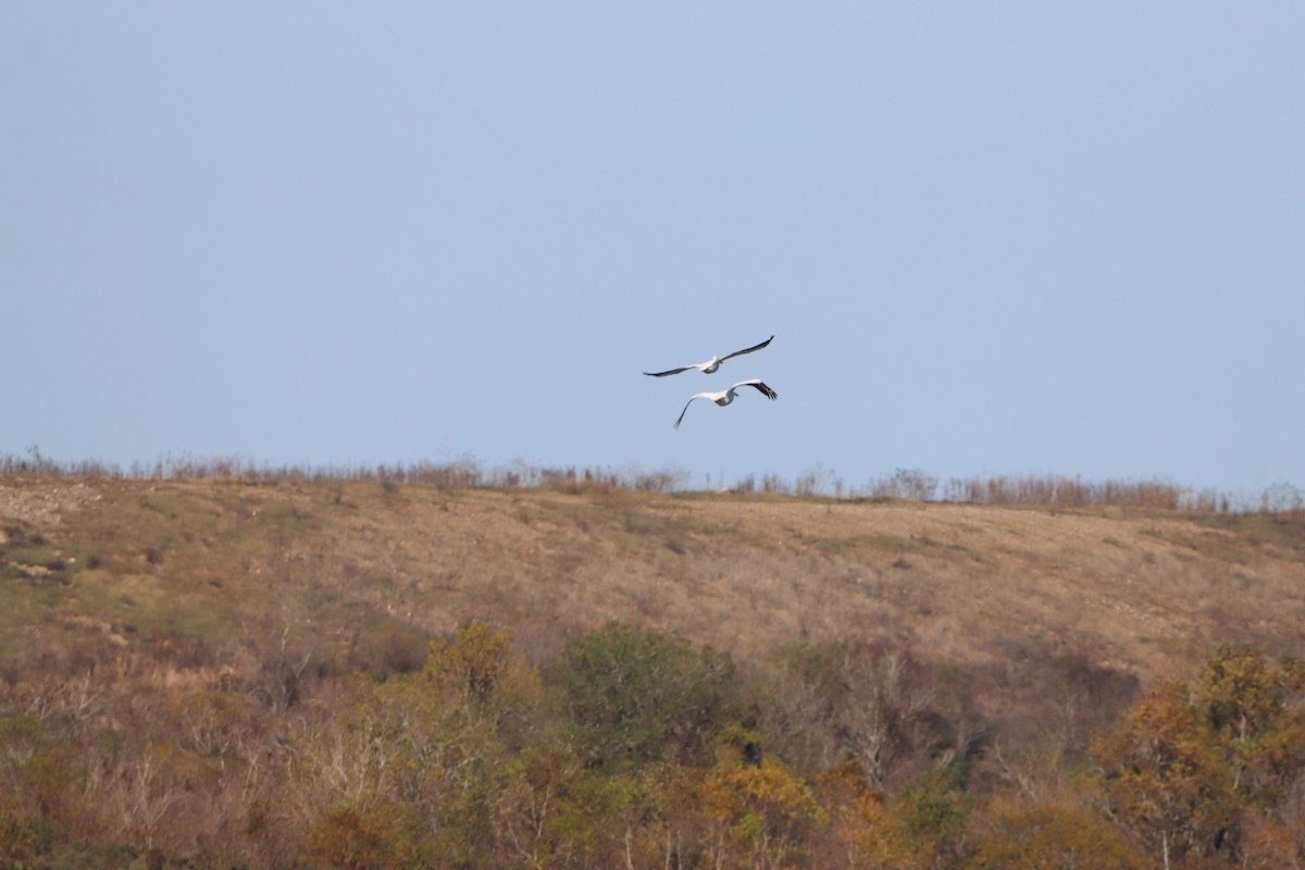American White Pelican - ML646868293