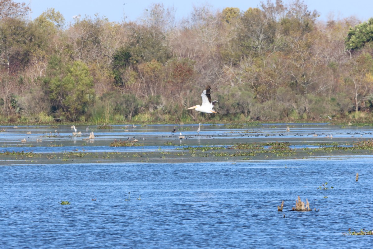 American White Pelican - ML646868294