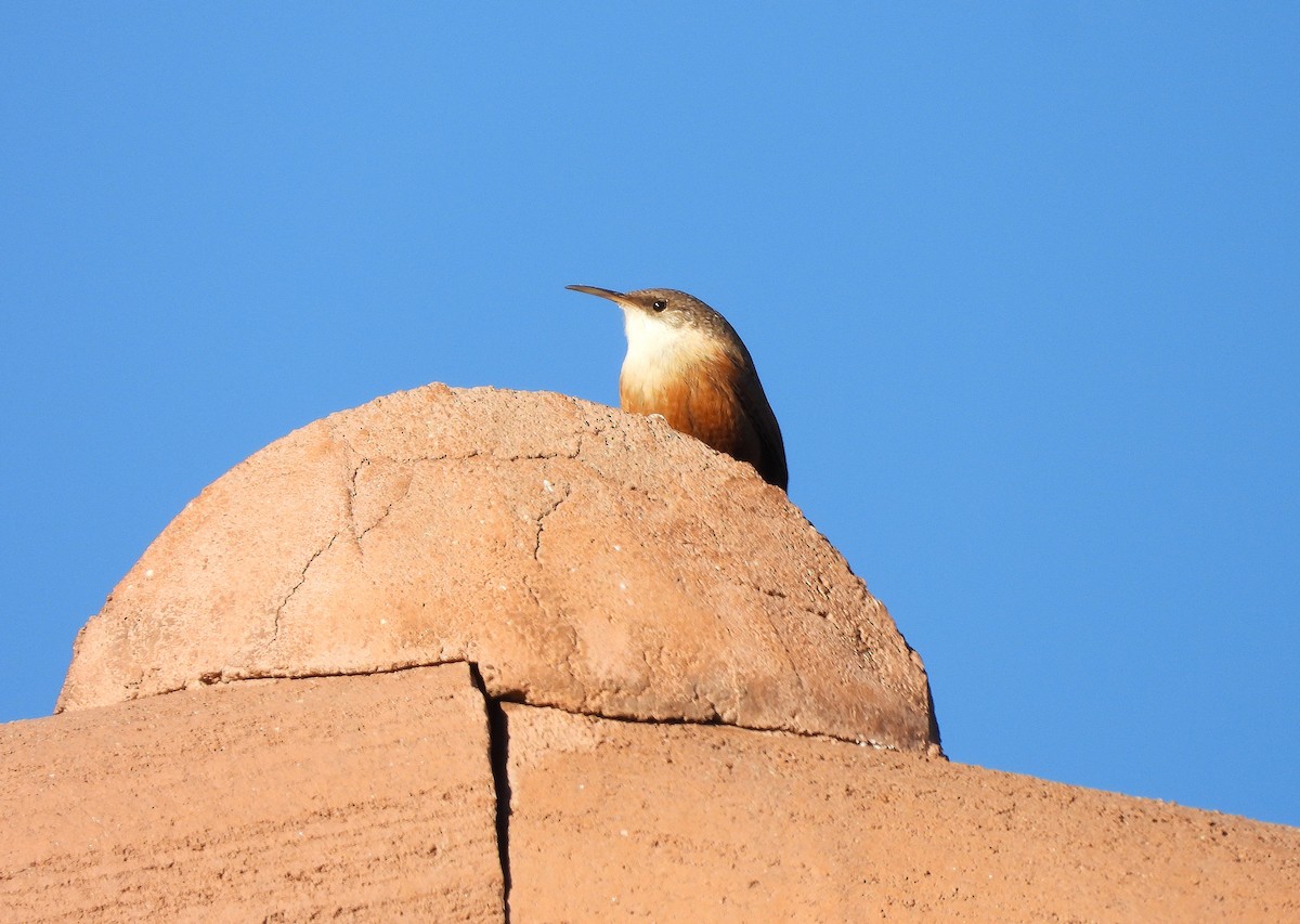 Орішець каньйоновий - ML646868295