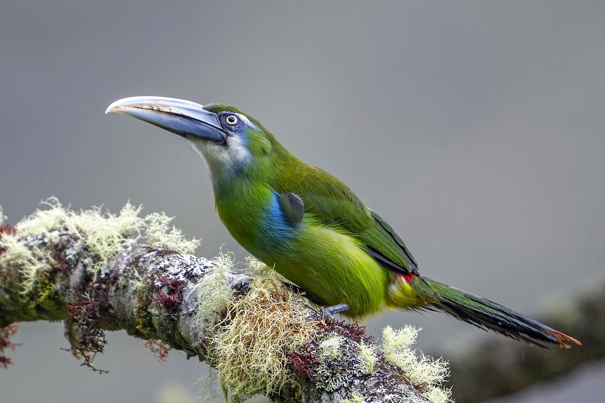 Grauschnabelarassari - ML646868296