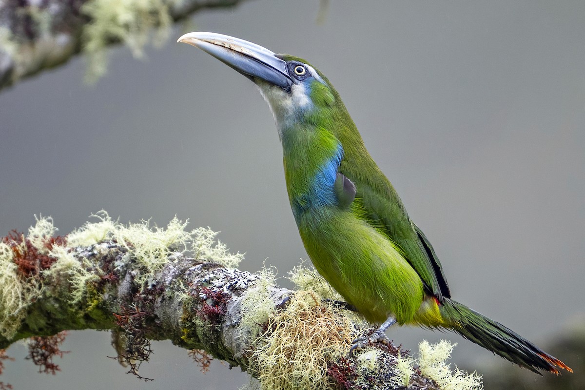 Grauschnabelarassari - ML646868297