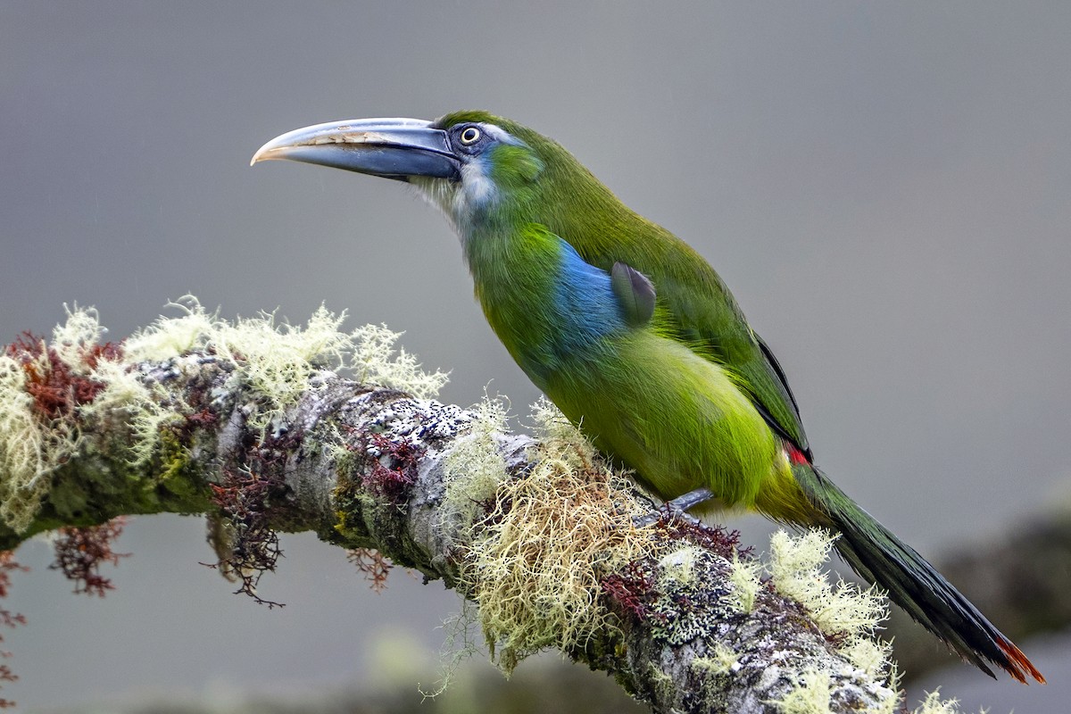 Grauschnabelarassari - ML646868298