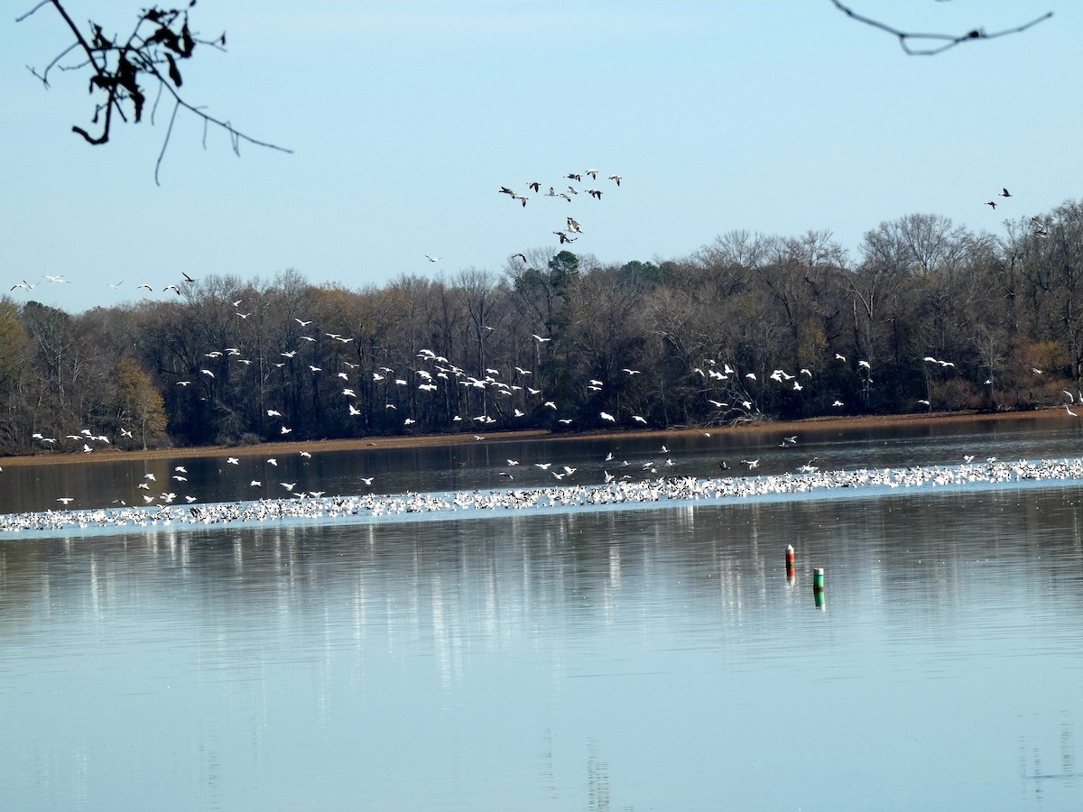 ハクガン - ML646868305