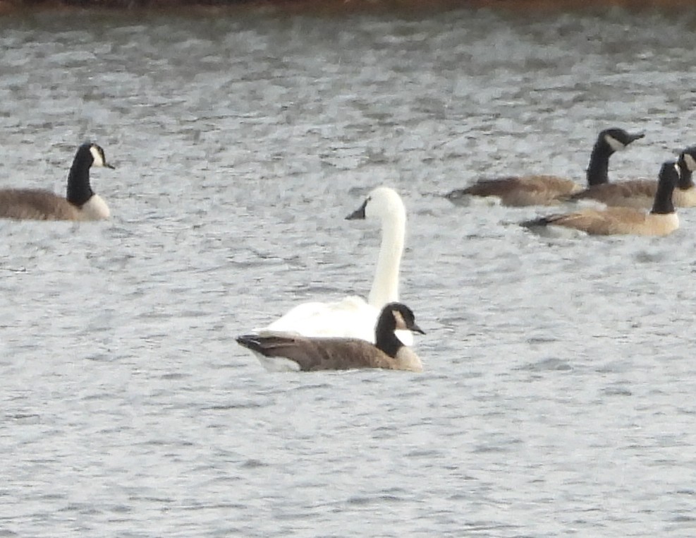 Cisne Chico (neártico) - ML646868307