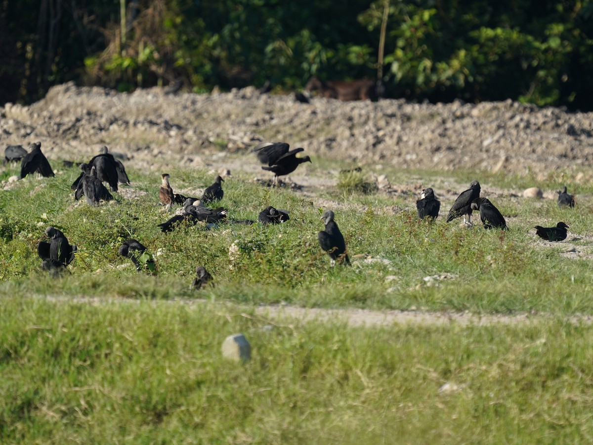 Катарта чорна - ML646868311