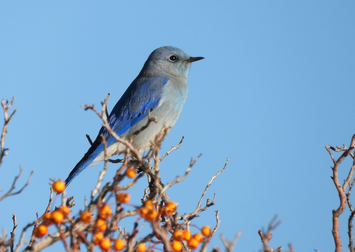 Блакитник середній - ML646868315