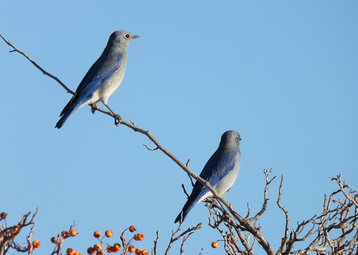Блакитник середній - ML646868316