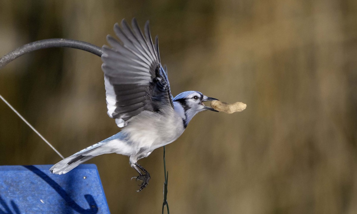 Blue Jay - ML646868318