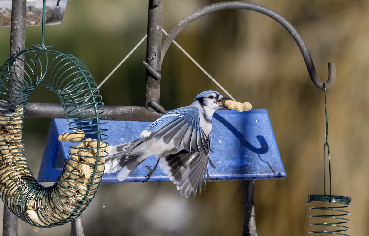 Blue Jay - ML646868319