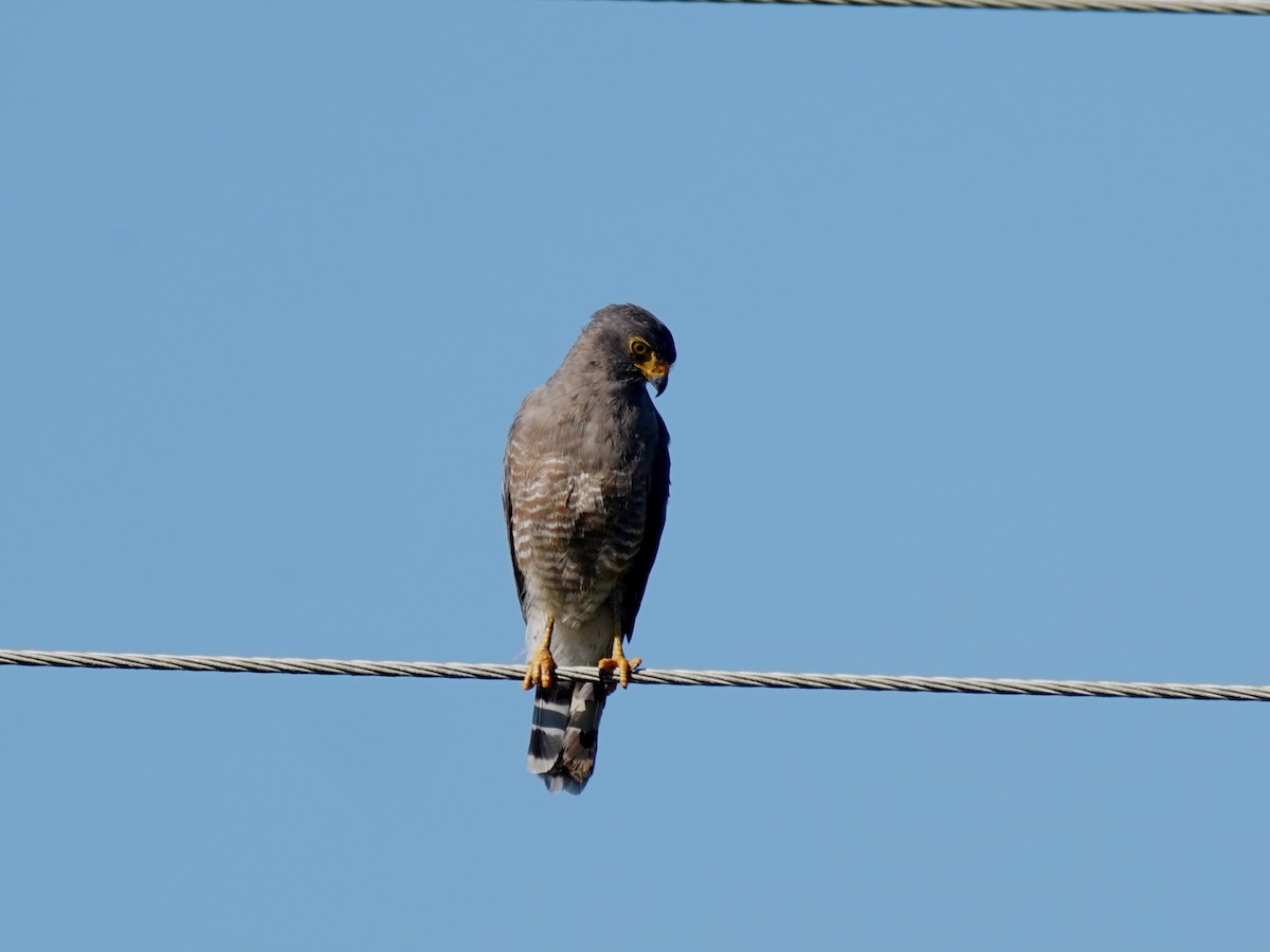 Buse à gros bec - ML646868322