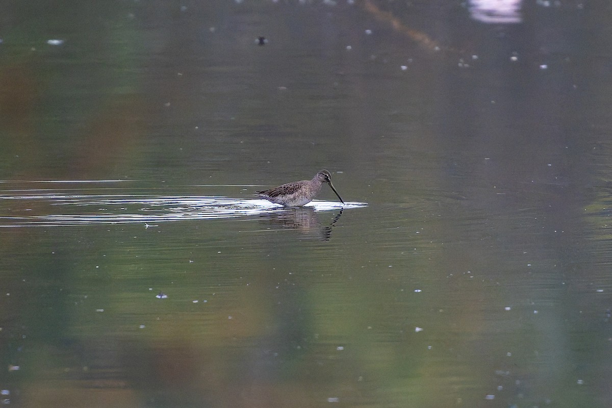 Long-billed Dowitcher - ML646868325