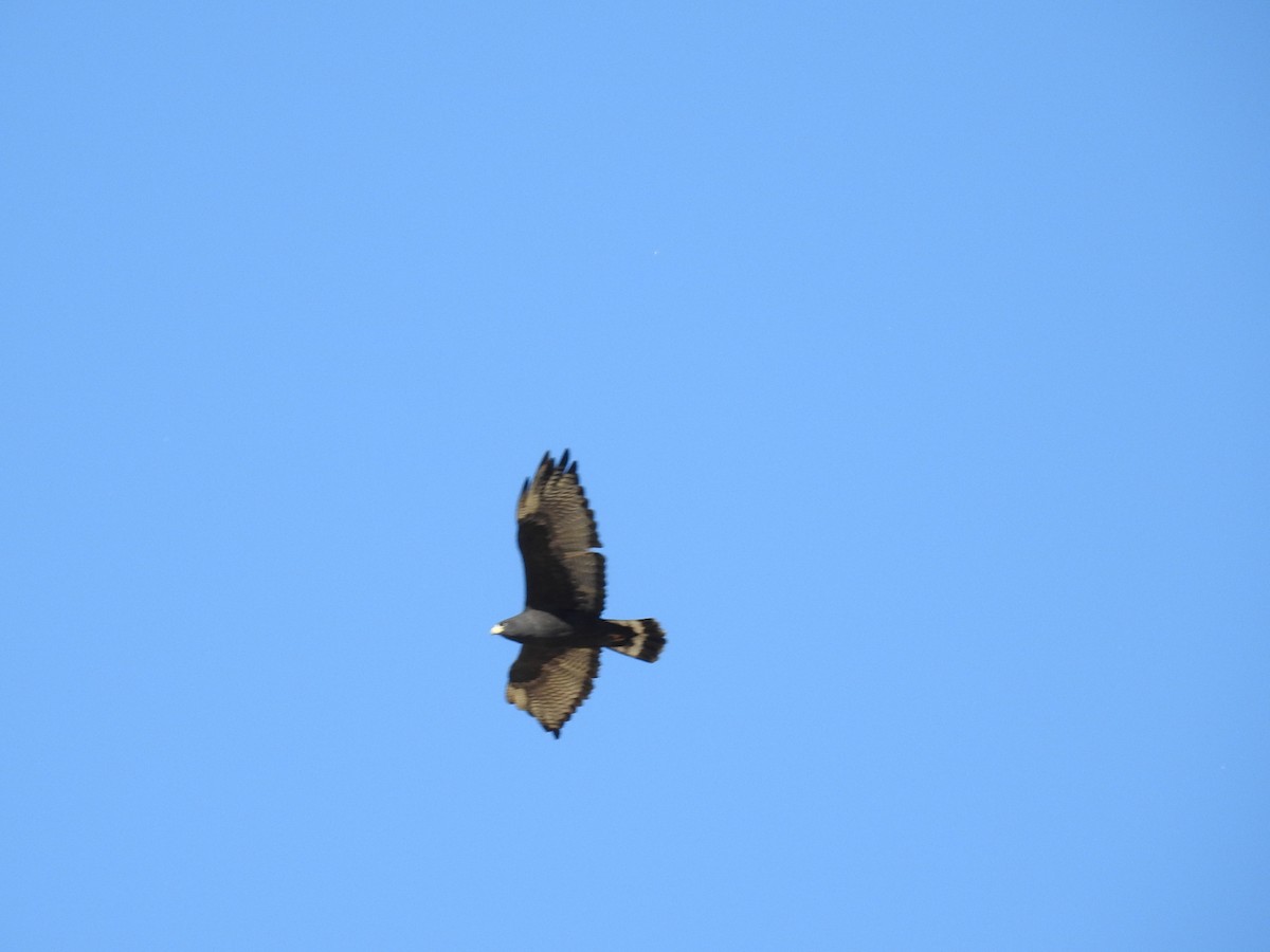 Zone-tailed Hawk - ML646868326