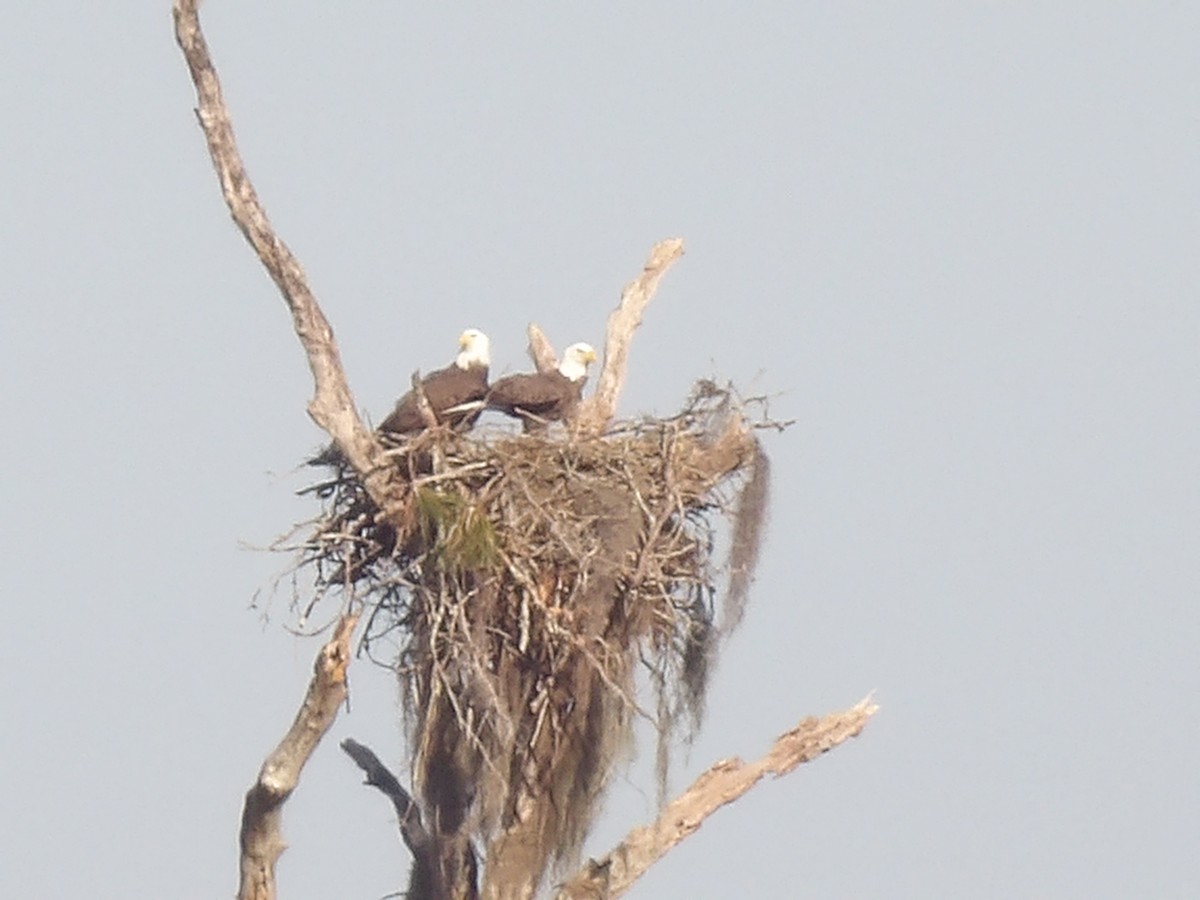 Bald Eagle - ML646868331
