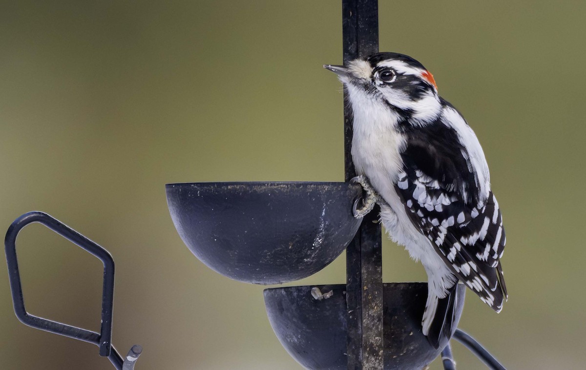 Пушистый дятел - ML646868335