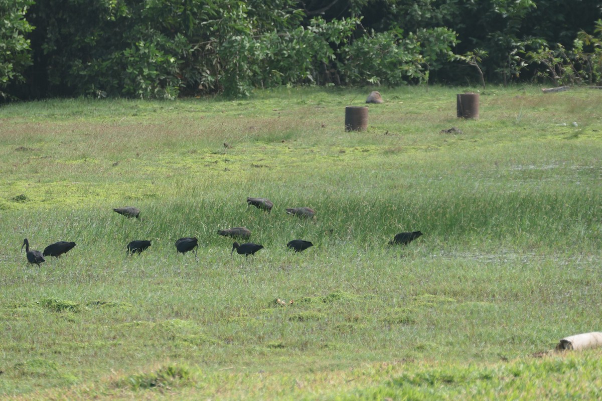 Коровайка бура - ML646868350