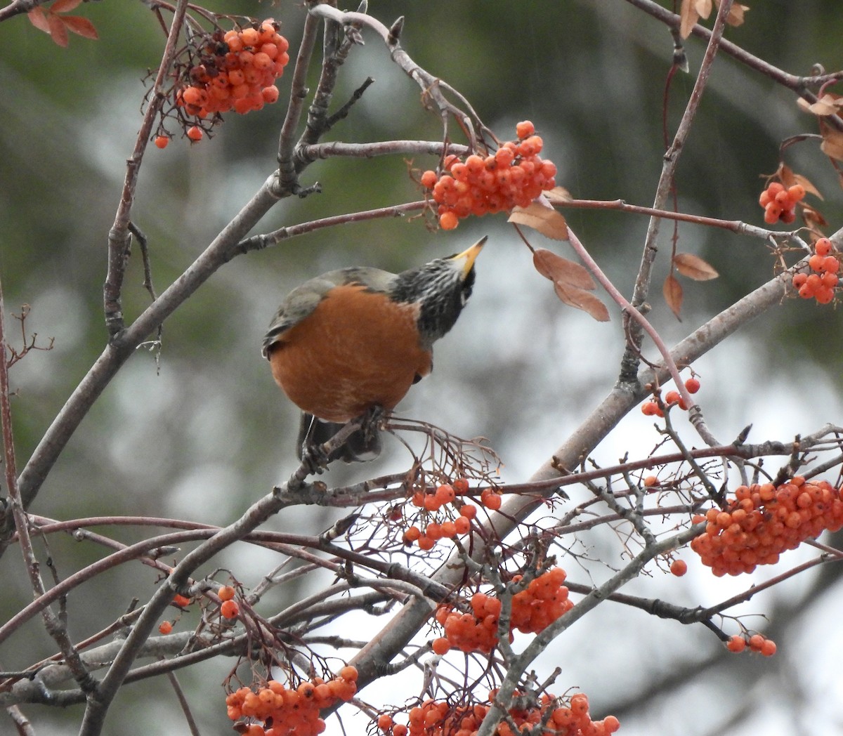 コマツグミ - ML646868351