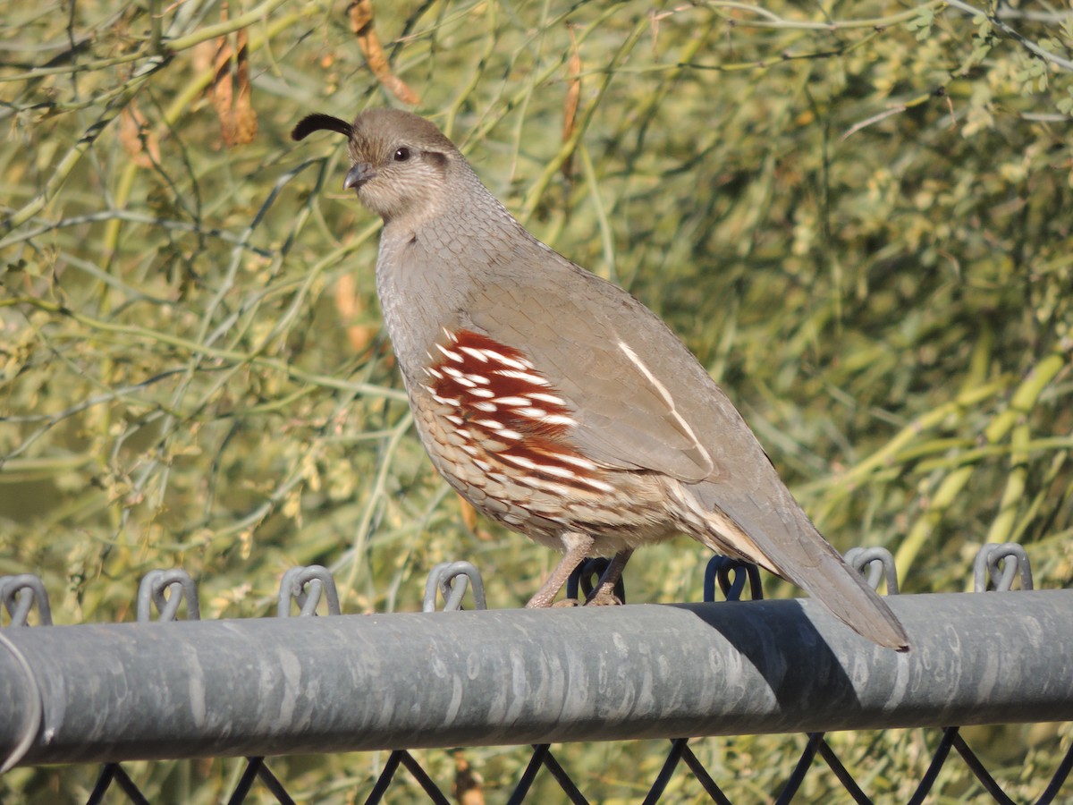 Colín de Gambel - ML646868352