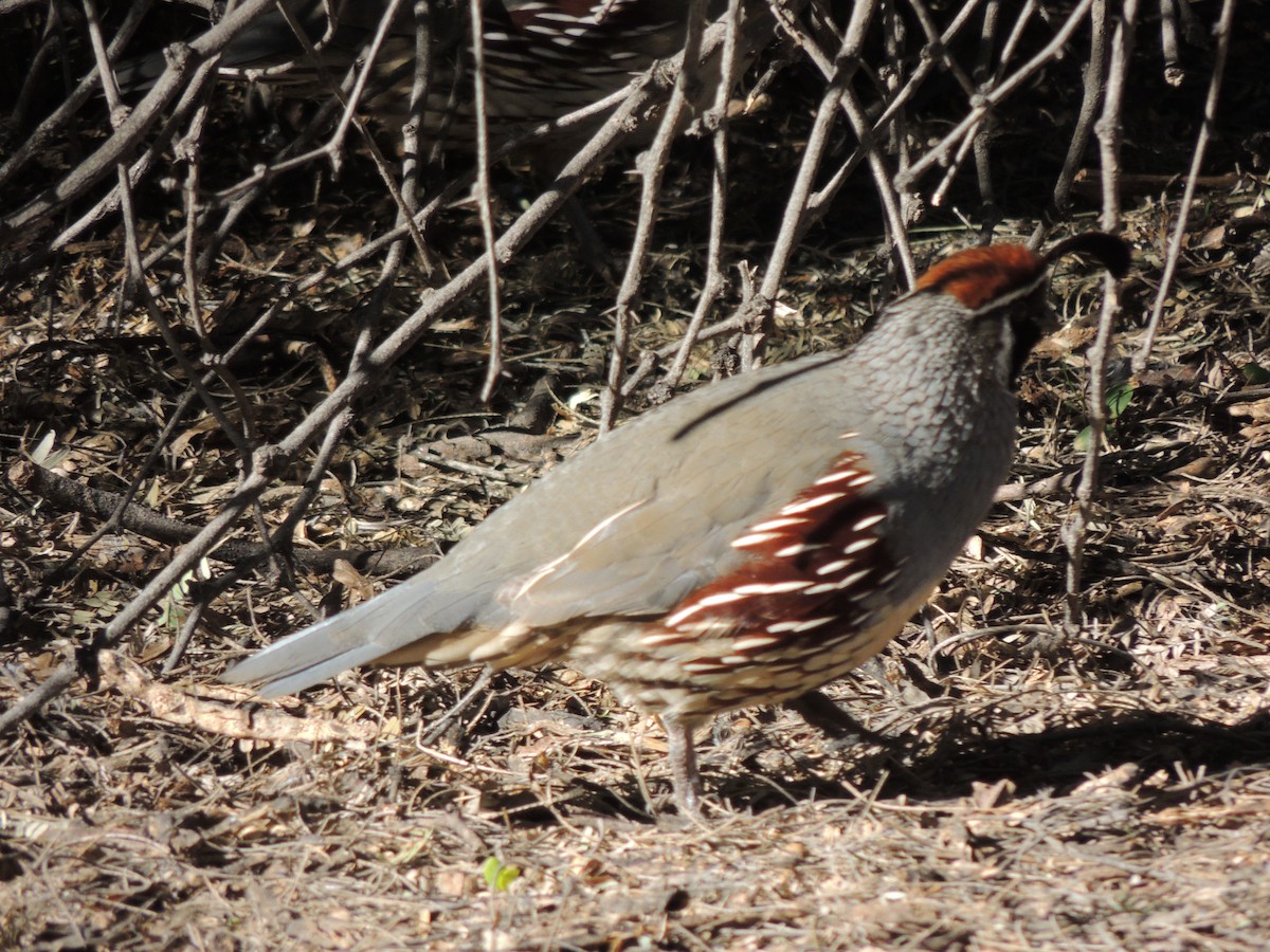 Colín de Gambel - ML646868353