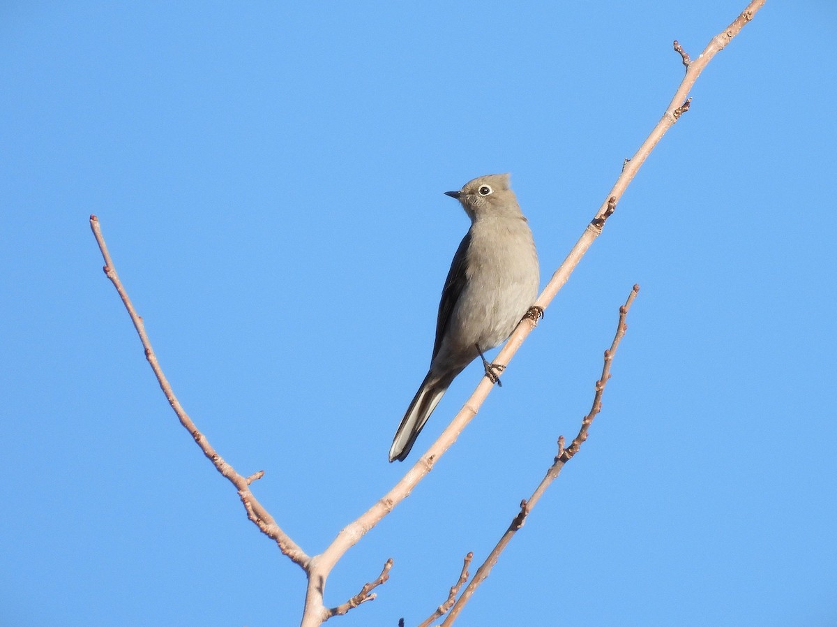 Солітаріо північний - ML646868363