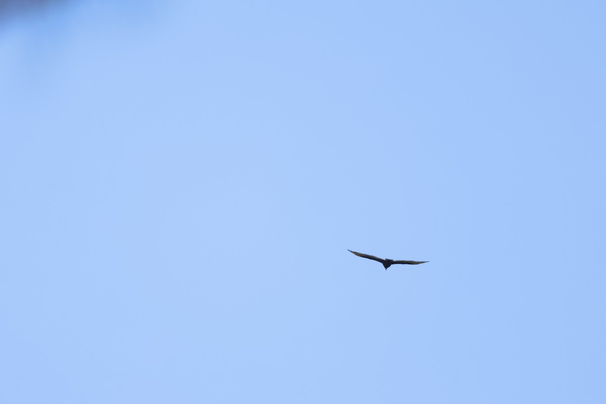 Turkey Vulture - ML646868365
