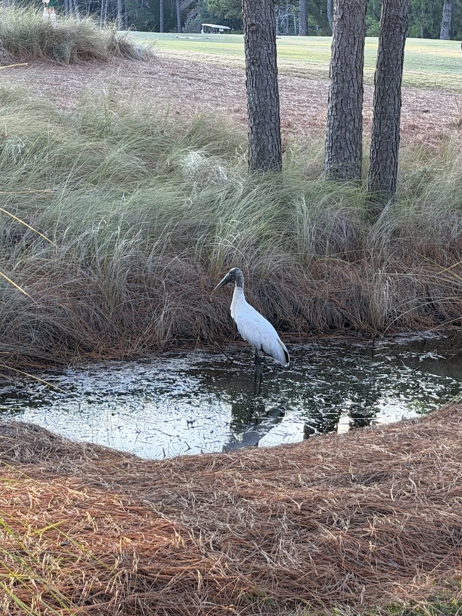 Wood Stork - ML646868369