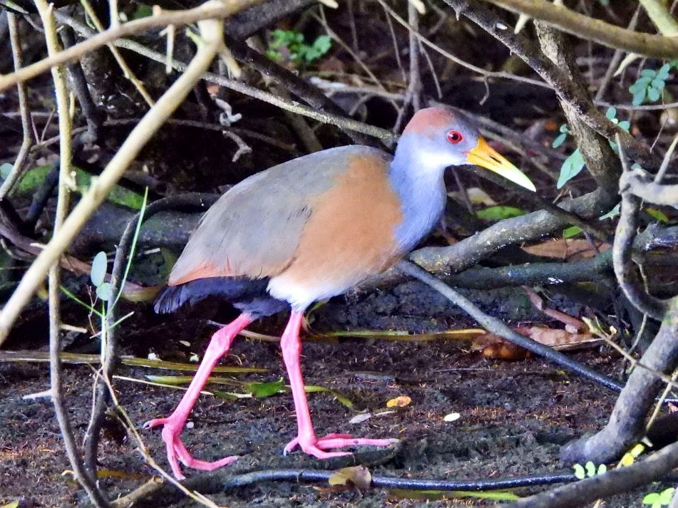 Russet-naped Wood-Rail - ML646868370