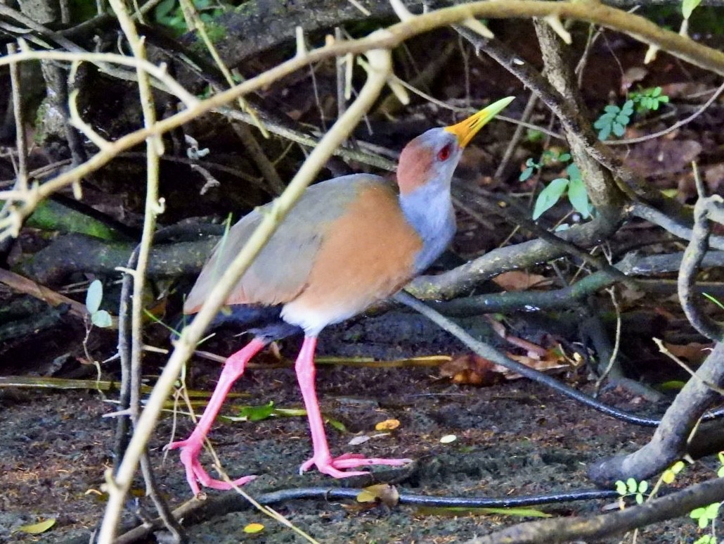 Russet-naped Wood-Rail - ML646868371
