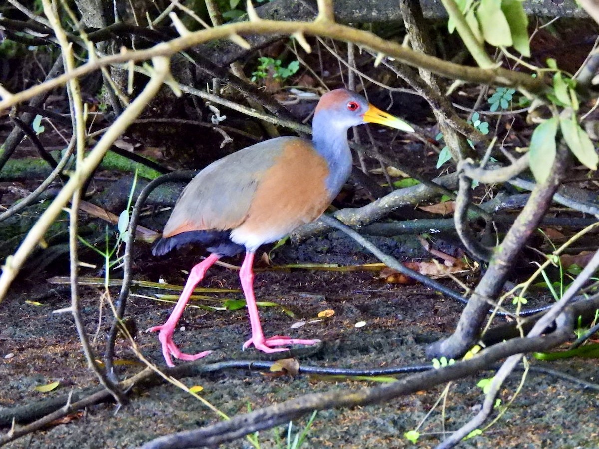 Russet-naped Wood-Rail - ML646868372