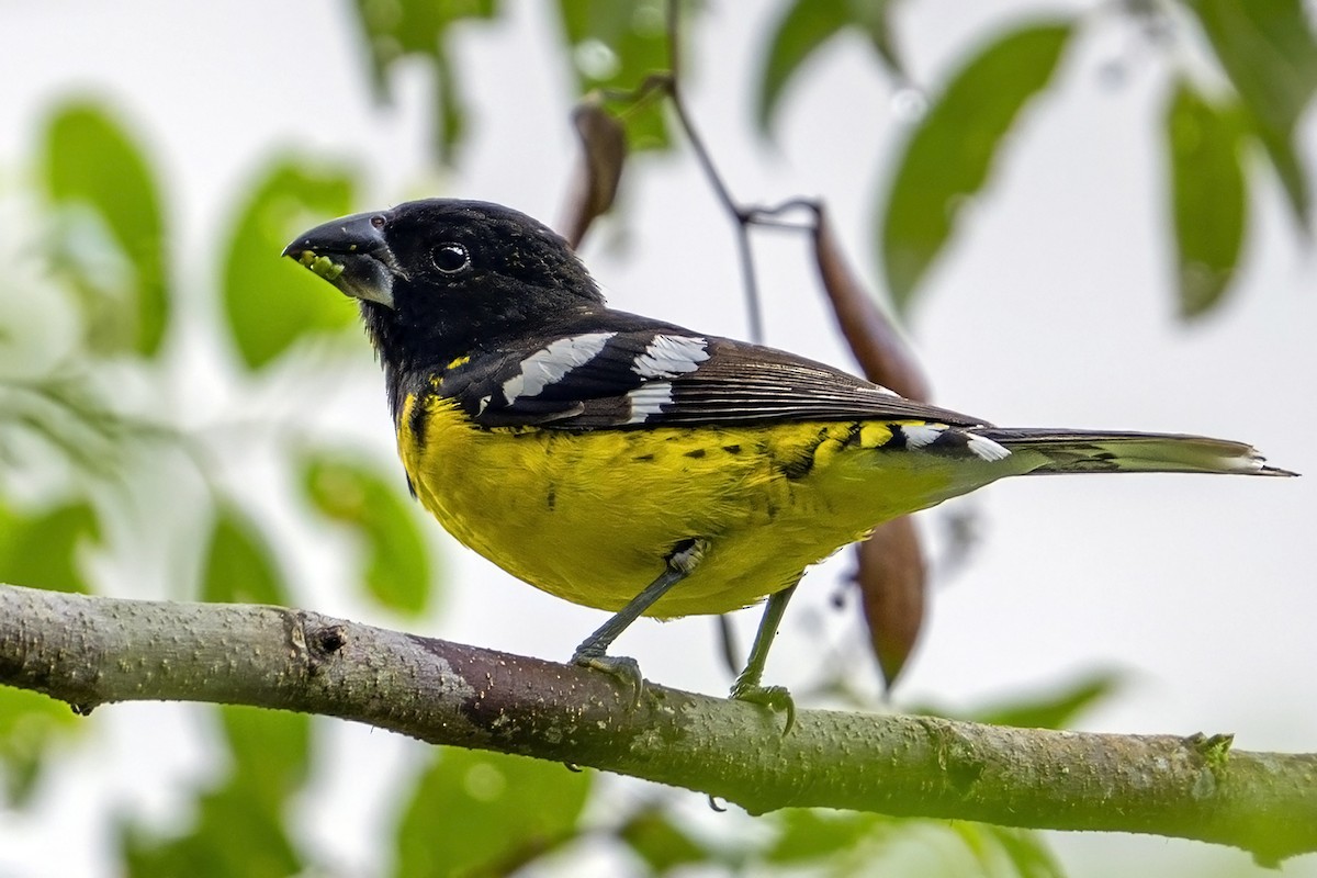 Кардинал-довбоніс золоточеревий - ML646868374