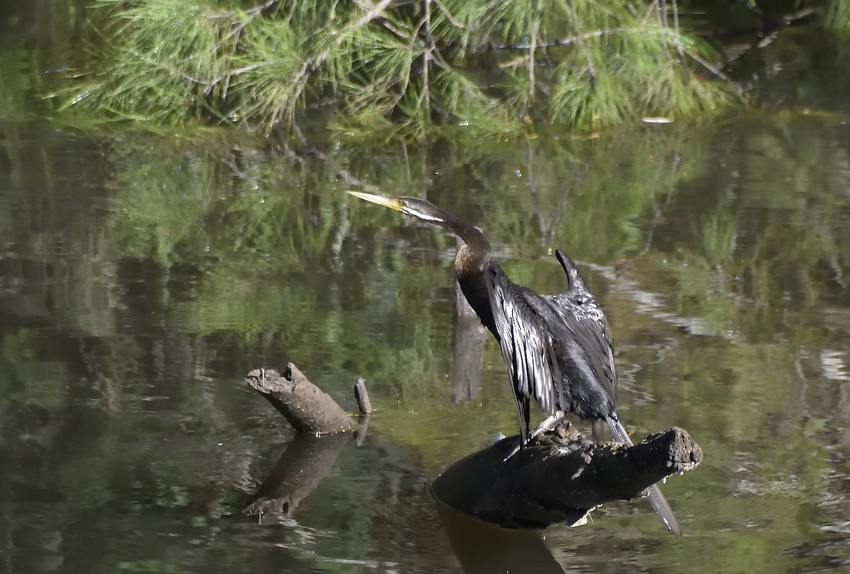 Змієшийка австралійська - ML646868376