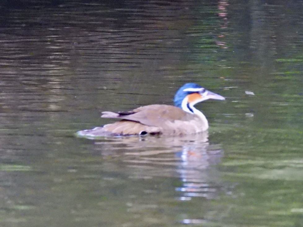 Sungrebe - ML646868379