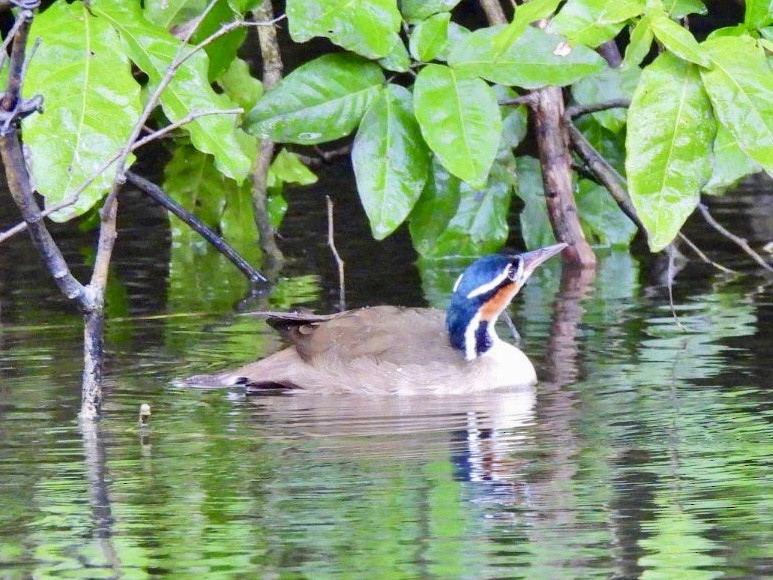 Sungrebe - ML646868382