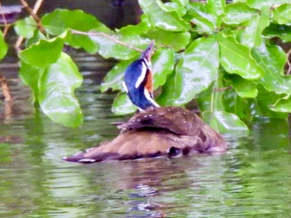 Sungrebe - ML646868384