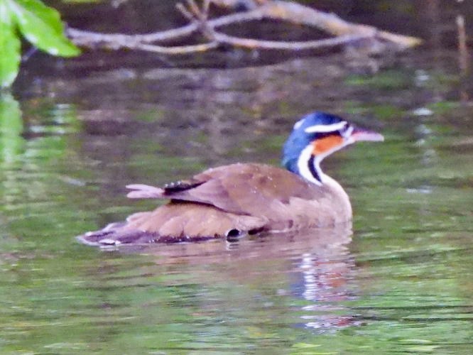 Sungrebe - ML646868385