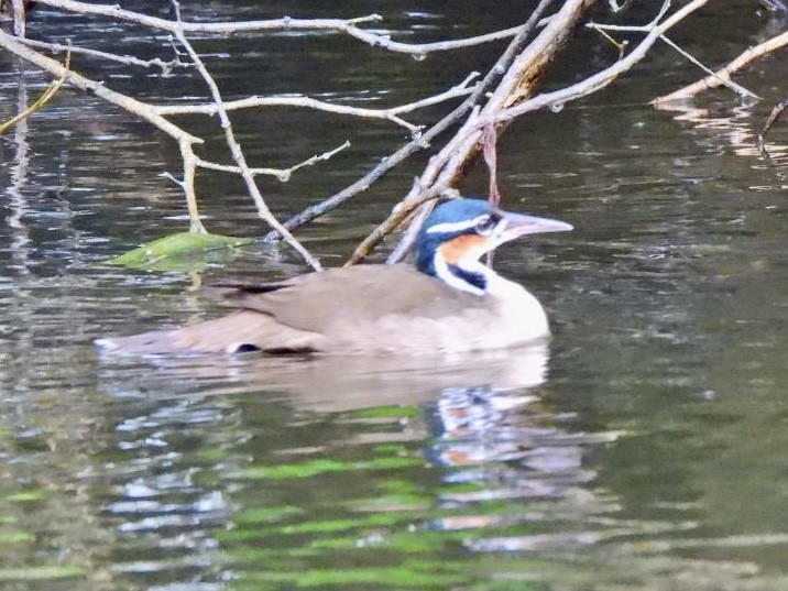 Sungrebe - ML646868386