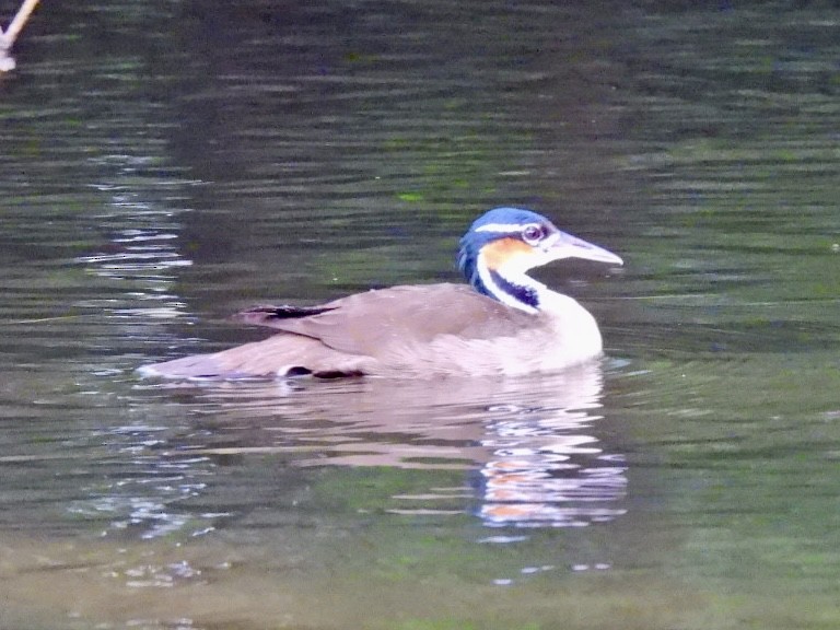 Sungrebe - ML646868387