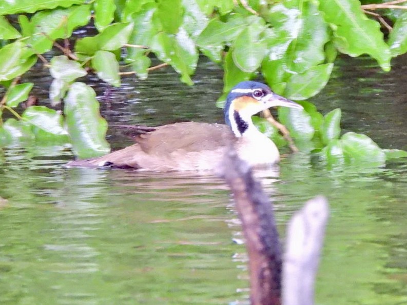 Sungrebe - ML646868388