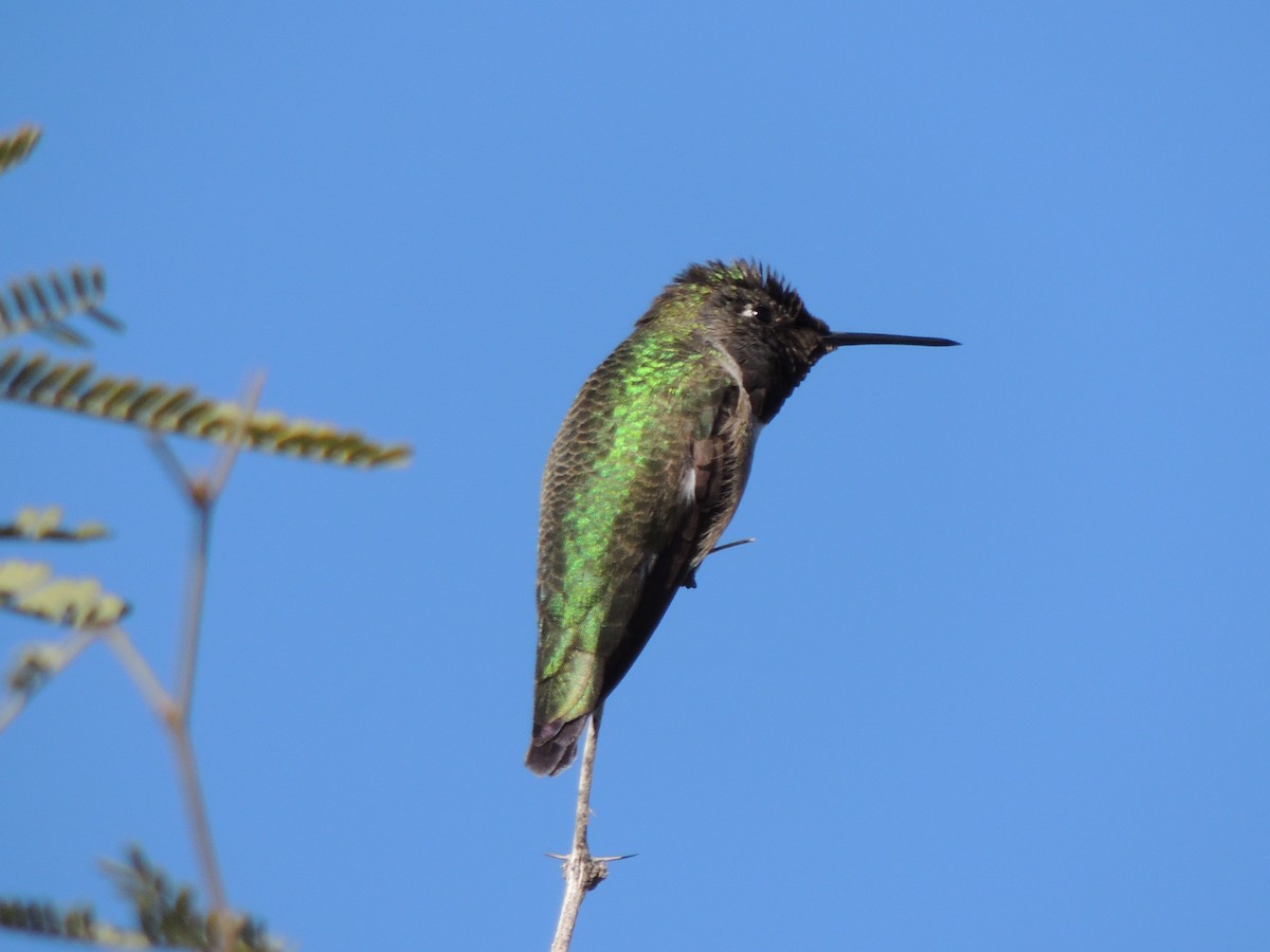 Colibrí de Anna - ML646868390