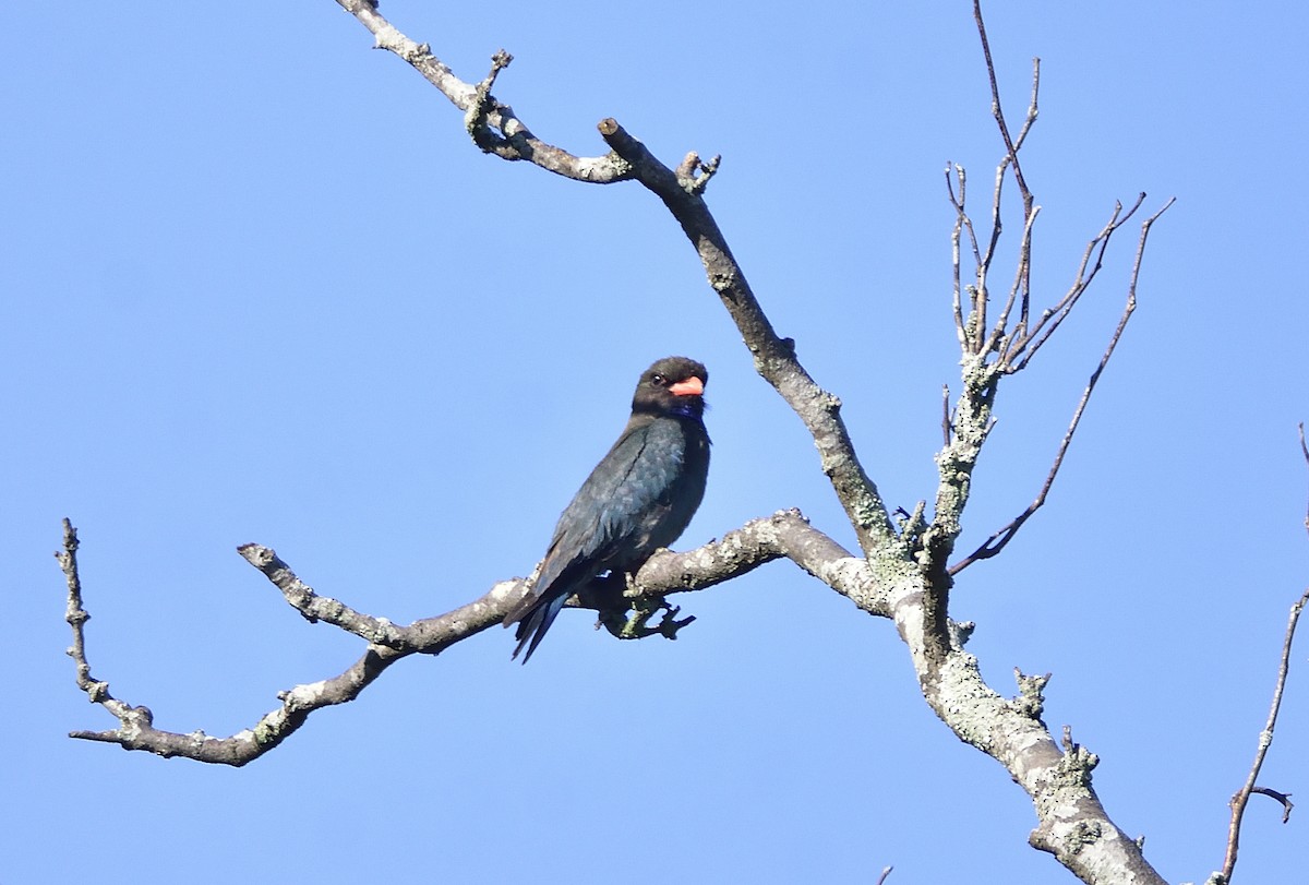 Широкорот східний - ML646868392