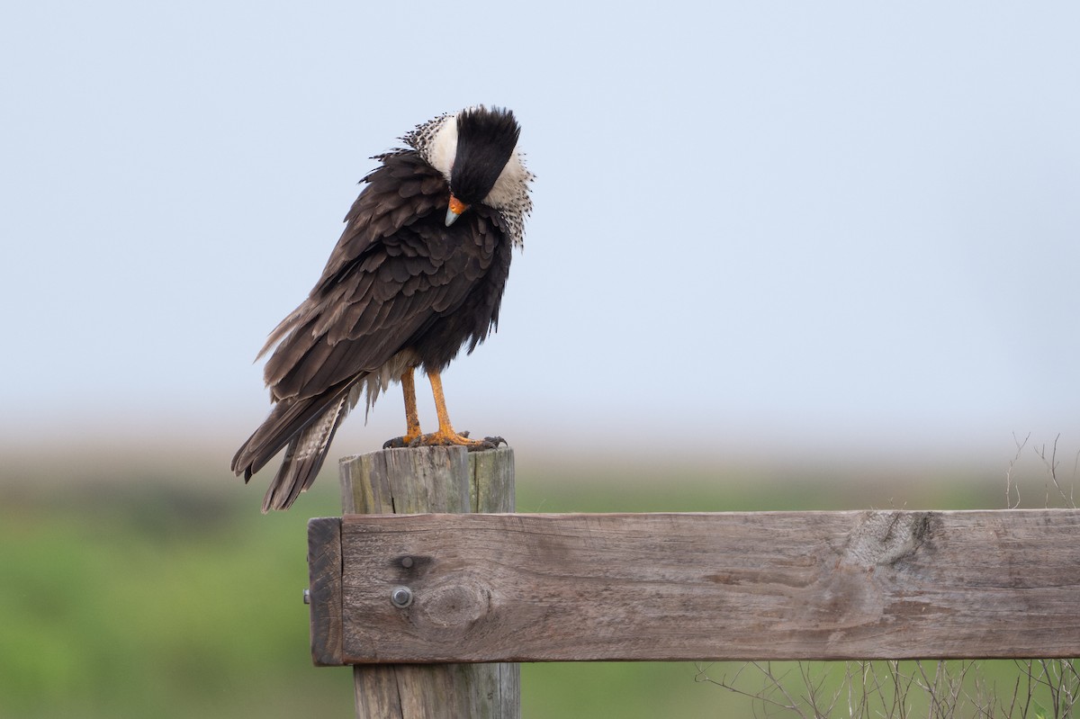 Crested Caracara - ML646868399