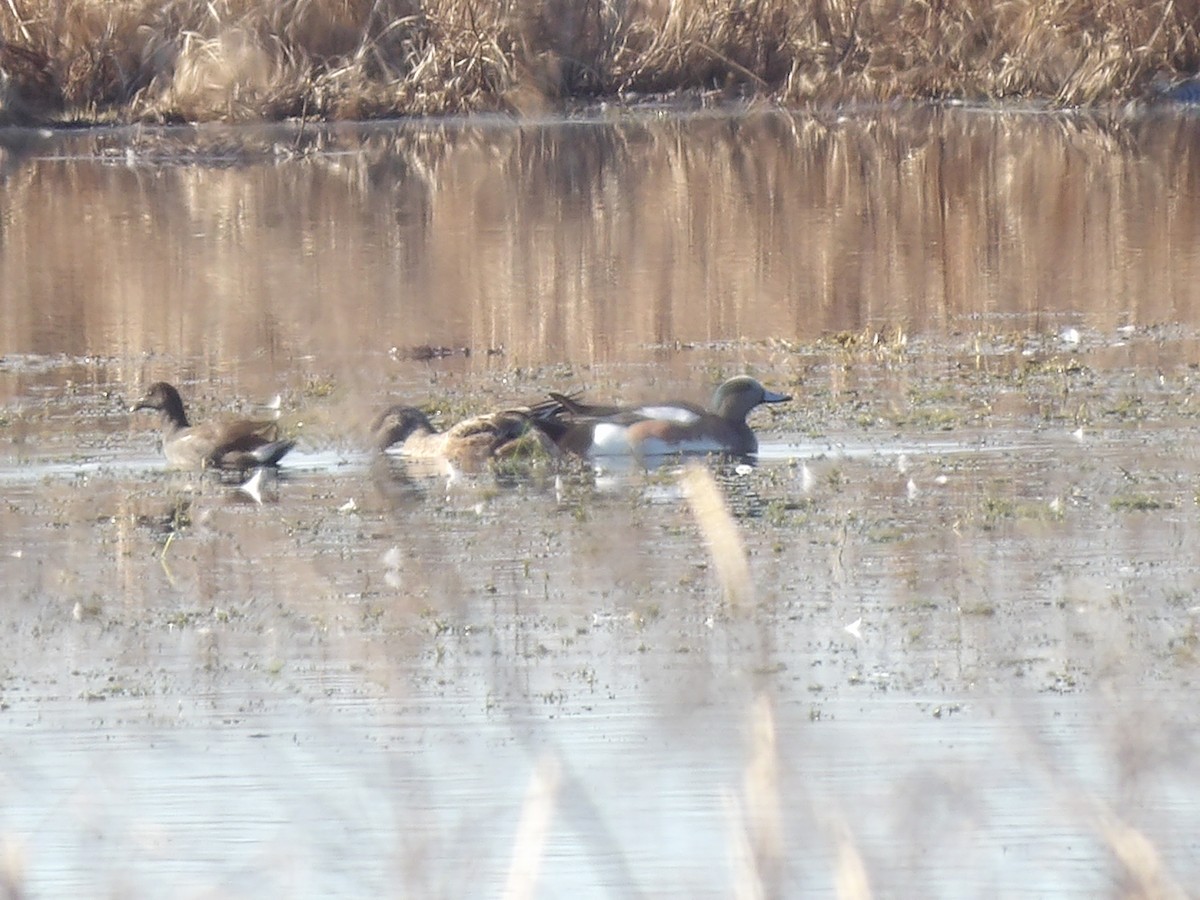 American Wigeon - ML646868406